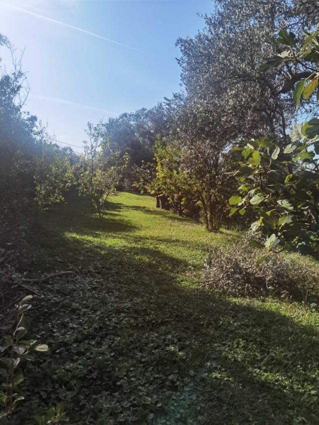House in Old Bar with olive grove