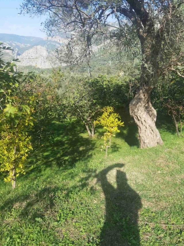 House in Old Bar with olive grove