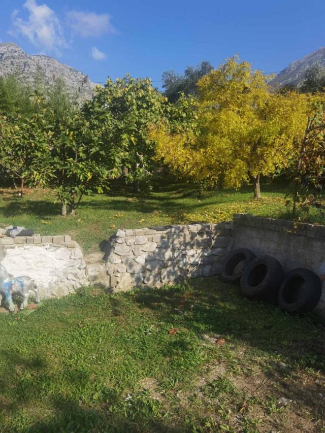 House in Old Bar with olive grove