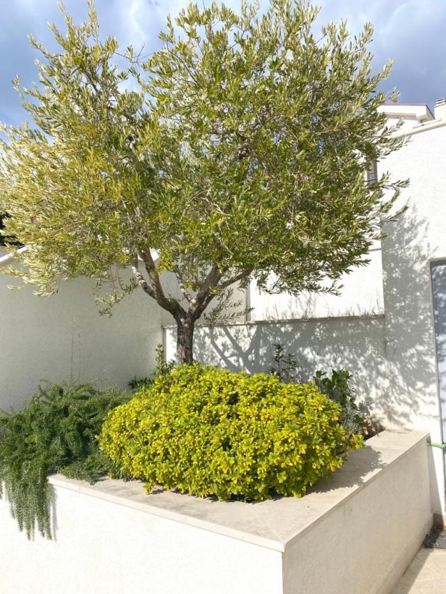 Three bedroom villa in Blizikuce