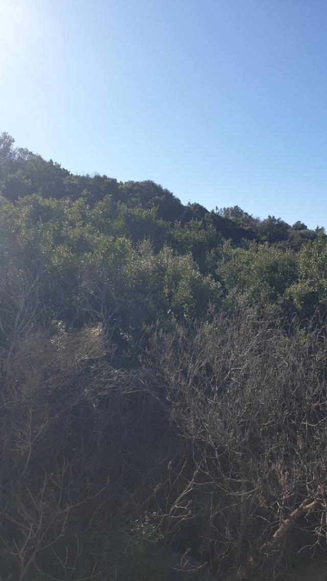 Large urbanized plot in Utekha, Bar