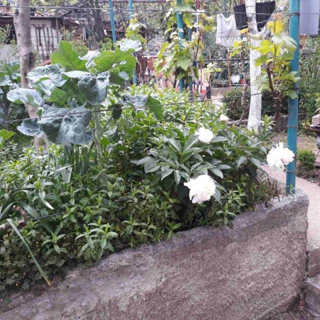 One-storey house with a large plot in Shushani, Bar