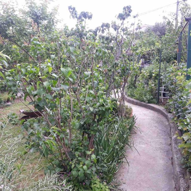 One-storey house with a large plot in Shushani, Bar