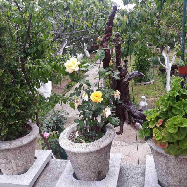 One-storey house with a large plot in Shushani, Bar