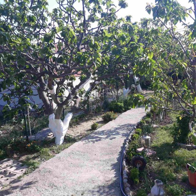One-storey house with a large plot in Shushani, Bar