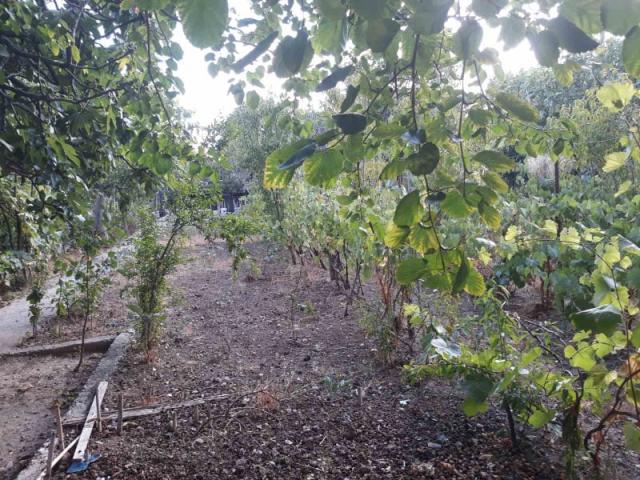 One-storey house with a large plot in Shushani, Bar
