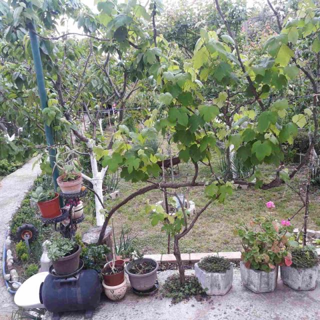 One-storey house with a large plot in Shushani, Bar