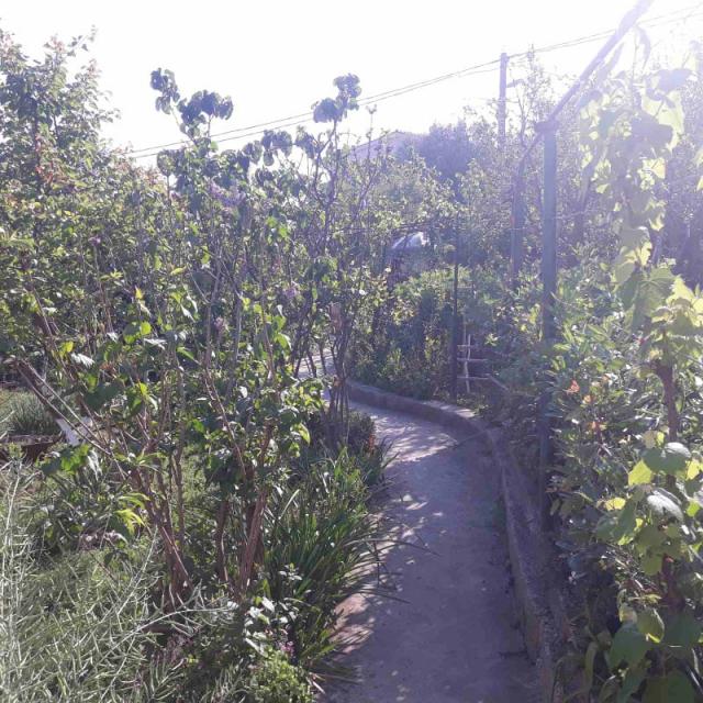 One-storey house with a large plot in Shushani, Bar