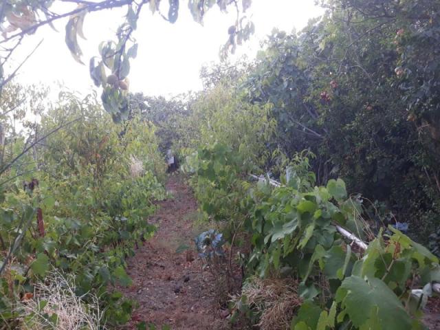 One-storey house with a large plot in Shushani, Bar