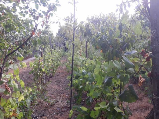 One-storey house with a large plot in Shushani, Bar