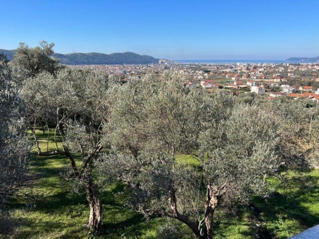 Four new villas in an olive grove in the city of Bar