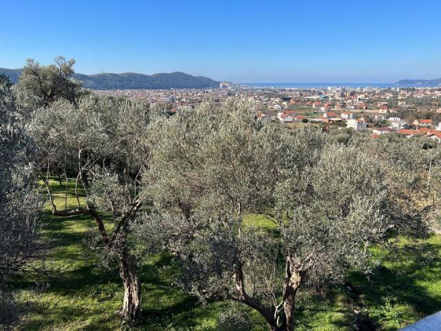 Four new villas in an olive grove in the city of Bar