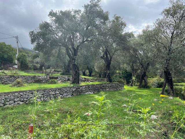 Four new villas in an olive grove in the city of Bar