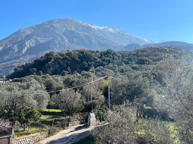 Four new villas in an olive grove in the city of Bar