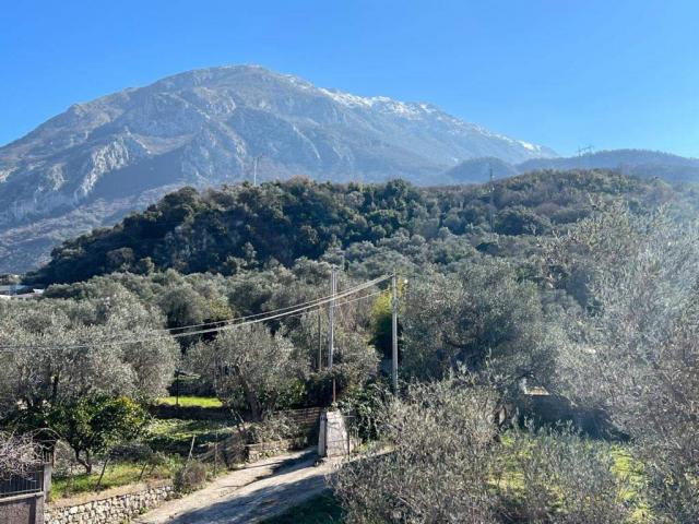 Four new villas in an olive grove in the city of Bar