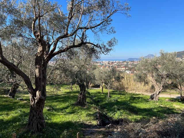 Four new villas in an olive grove in the city of Bar