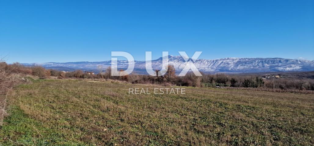 ISTRIA, PIĆAN - Building land, olive grove, vineyard, arable land, complete solitude and fantastic v