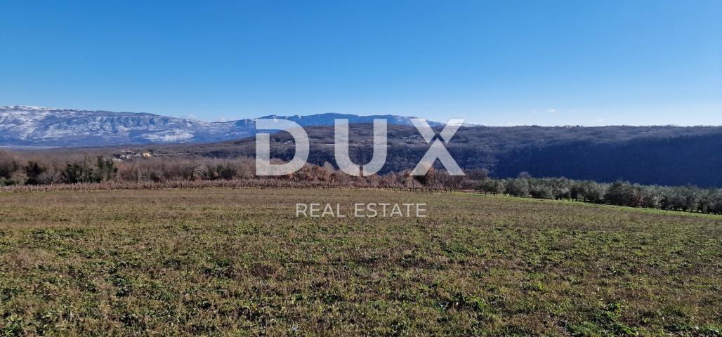 ISTRIA, PIĆAN - Building land, olive grove, vineyard, arable land, complete solitude and fantastic v