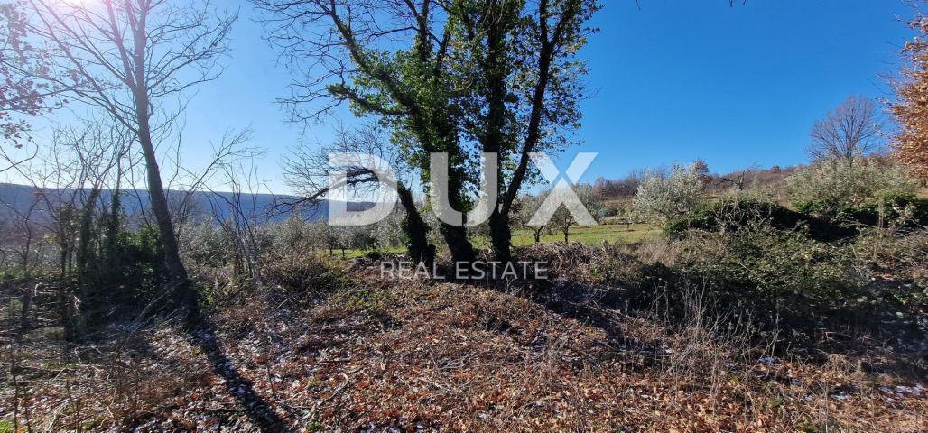 ISTRIA, PIĆAN - Building land, olive grove, vineyard, arable land, complete solitude and fantastic v