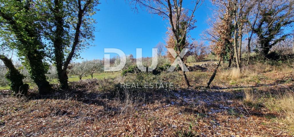 ISTRIA, PIĆAN - Building land, olive grove, vineyard, arable land, complete solitude and fantastic v
