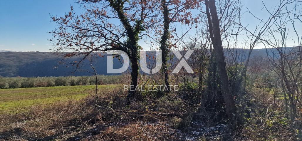 ISTRIA, PIĆAN - Building land, olive grove, vineyard, arable land, complete solitude and fantastic v