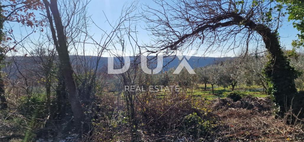 ISTRIA, PIĆAN - Building land, olive grove, vineyard, arable land, complete solitude and fantastic v