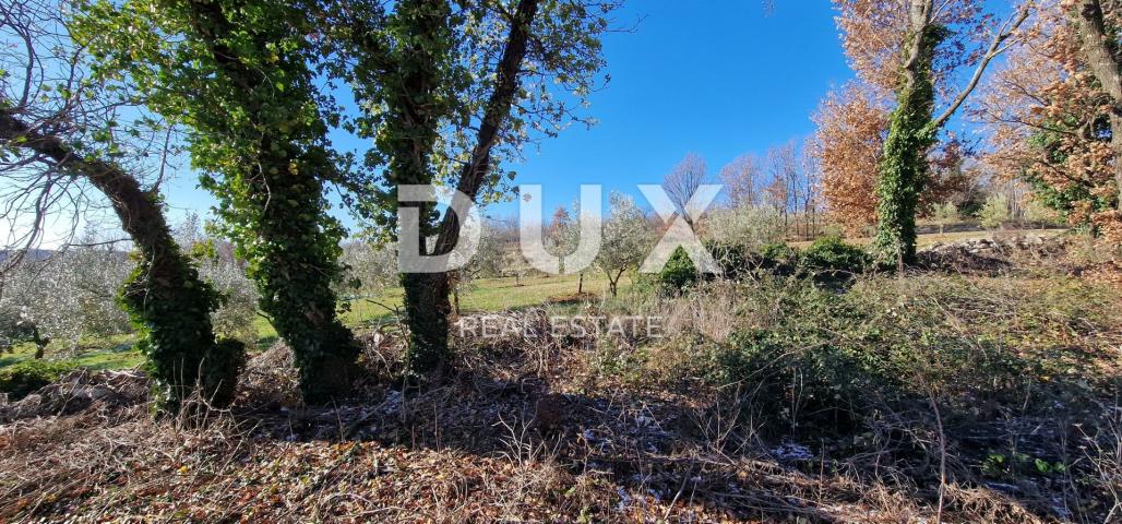 ISTRIA, PIĆAN - Building land, olive grove, vineyard, arable land, complete solitude and fantastic v