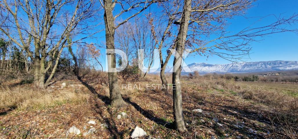 ISTRIA, PIĆAN - Building land, olive grove, vineyard, arable land, complete solitude and fantastic v