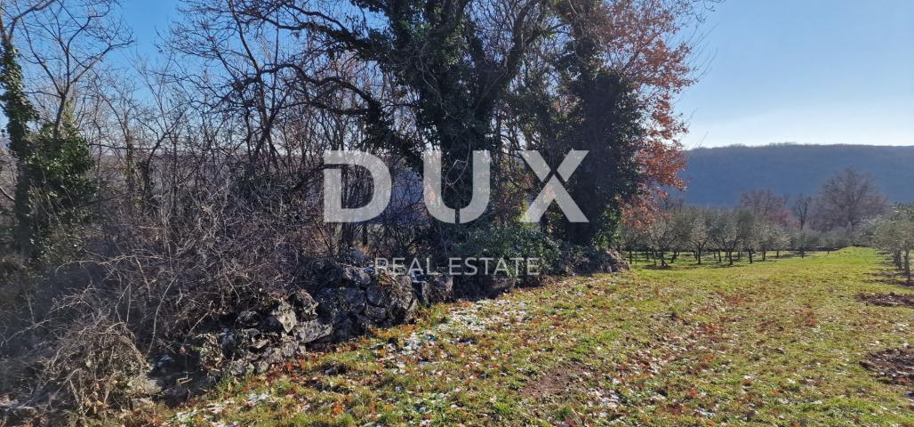 ISTRIA, PIĆAN - Building land, olive grove, vineyard, arable land, complete solitude and fantastic v
