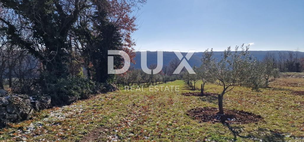 ISTRIA, PIĆAN - Building land, olive grove, vineyard, arable land, complete solitude and fantastic v