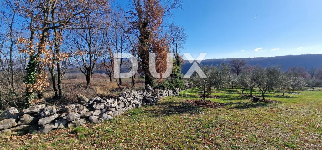 ISTRIA, PIĆAN - Building land, olive grove, vineyard, arable land, complete solitude and fantastic v