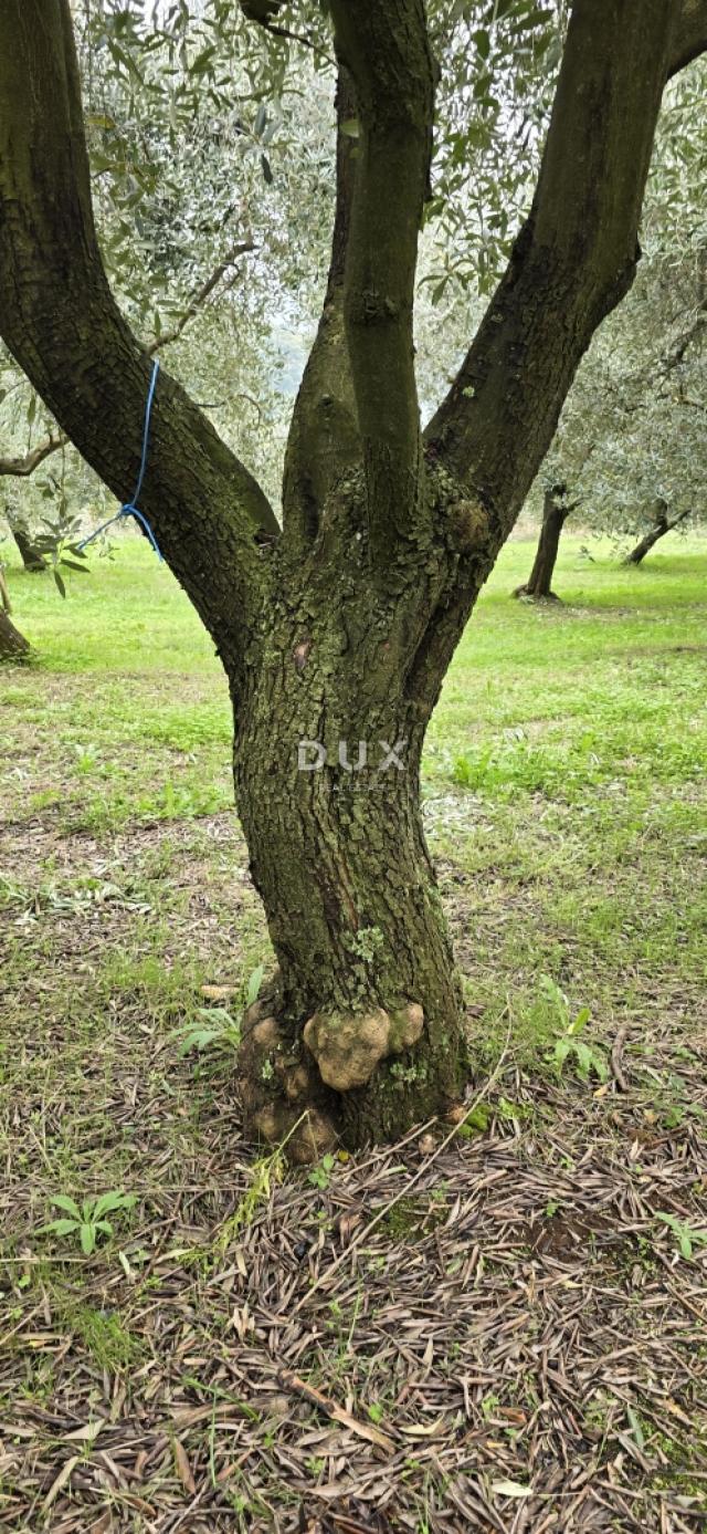 ISTRIA, PIĆAN - Building land, olive grove, vineyard, arable land, complete solitude and fantastic v