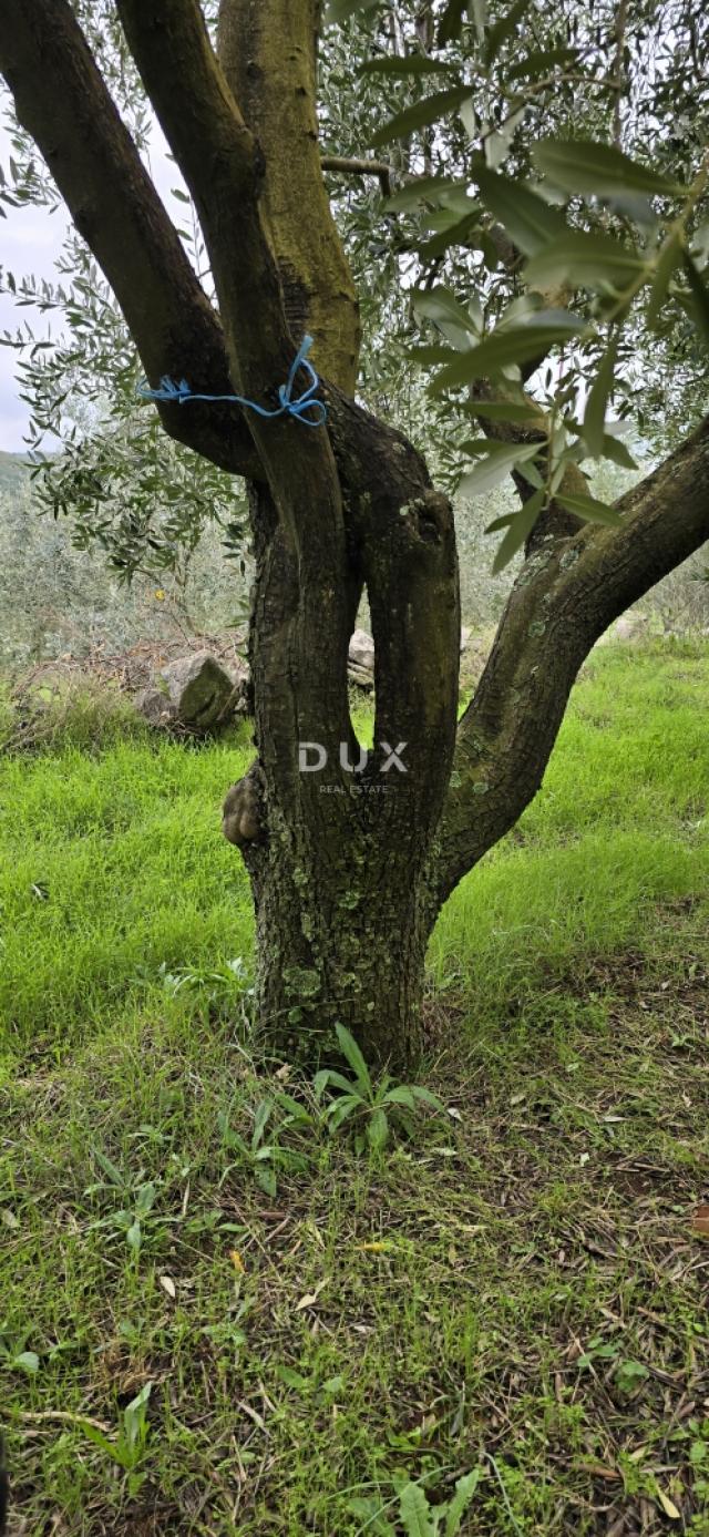 ISTRIA, PIĆAN - Building land, olive grove, vineyard, arable land, complete solitude and fantastic v