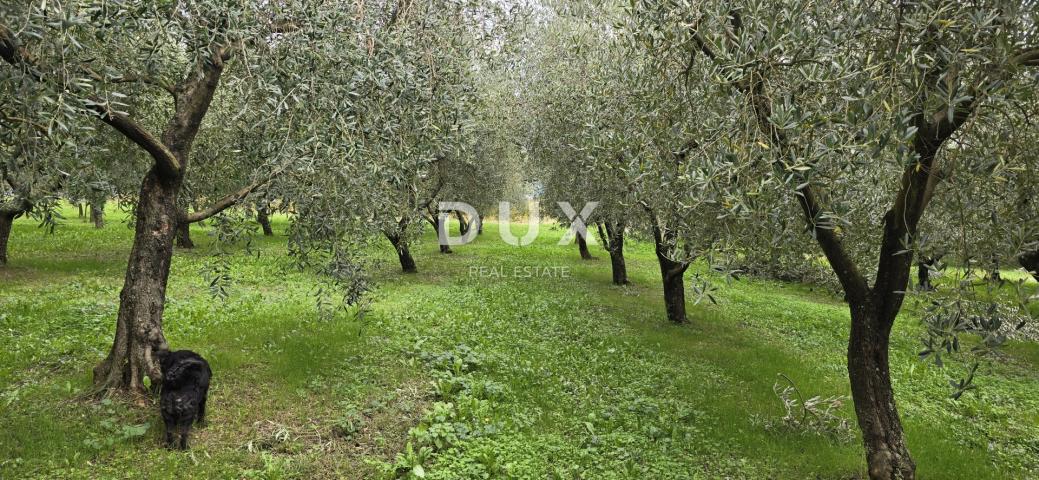 ISTRIA, PIĆAN - Building land, olive grove, vineyard, arable land, complete solitude and fantastic v