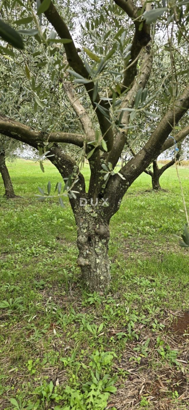ISTRIA, PIĆAN - Building land, olive grove, vineyard, arable land, complete solitude and fantastic v