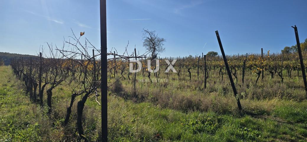 ISTRIA, PIĆAN - Building land, olive grove, vineyard, arable land, complete solitude and fantastic v