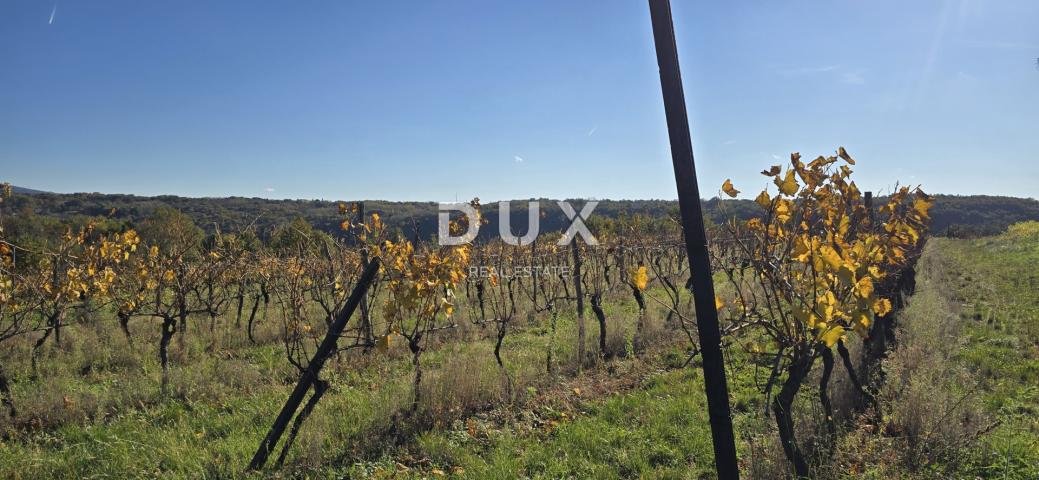 ISTRIA, PIĆAN - Building land, olive grove, vineyard, arable land, complete solitude and fantastic v