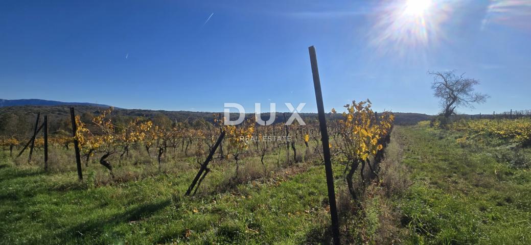 ISTRIA, PIĆAN - Building land, olive grove, vineyard, arable land, complete solitude and fantastic v
