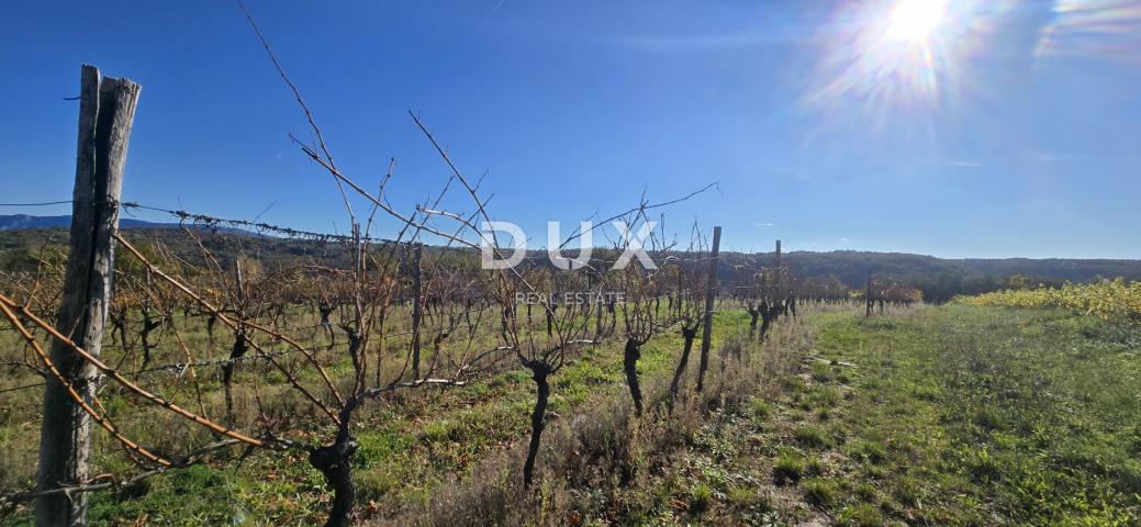 ISTRIA, PIĆAN - Building land, olive grove, vineyard, arable land, complete solitude and fantastic v