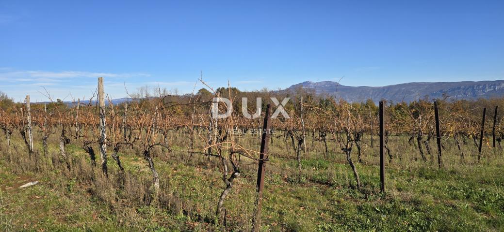ISTRIA, PIĆAN - Building land, olive grove, vineyard, arable land, complete solitude and fantastic v