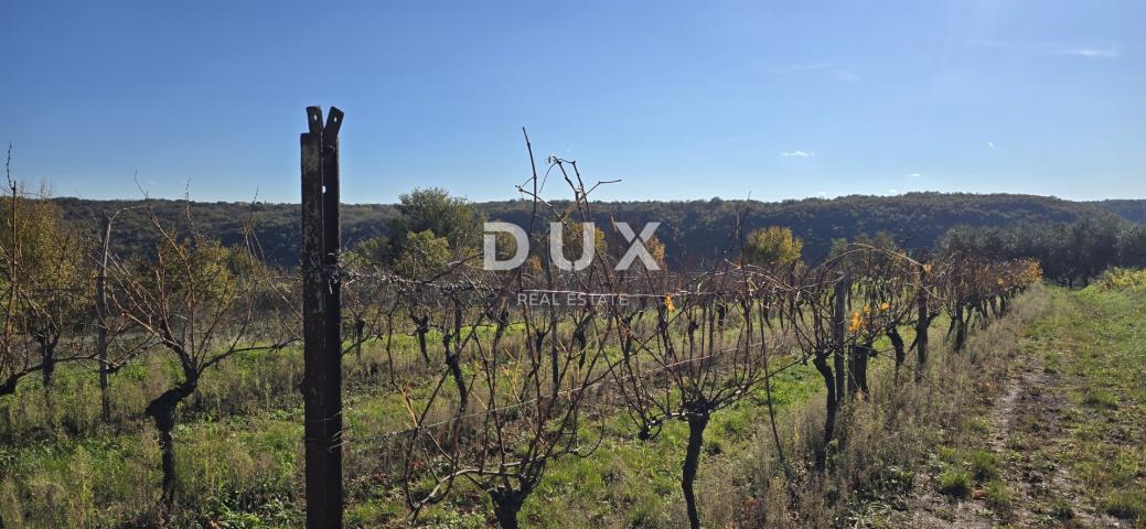 ISTRIA, PIĆAN - Building land, olive grove, vineyard, arable land, complete solitude and fantastic v