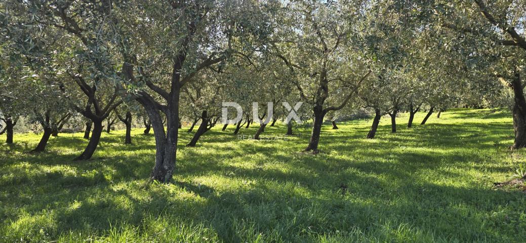 ISTRIA, PIĆAN - Building land, olive grove, vineyard, arable land, complete solitude and fantastic v