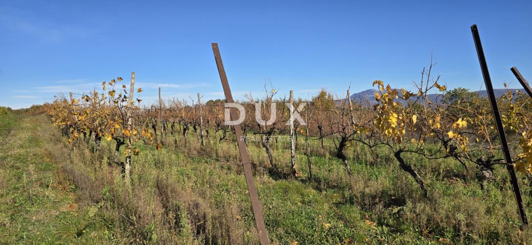 ISTRIA, PIĆAN - Building land, olive grove, vineyard, arable land, complete solitude and fantastic v