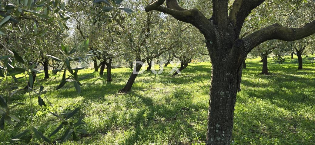 ISTRIA, PIĆAN - Building land, olive grove, vineyard, arable land, complete solitude and fantastic v
