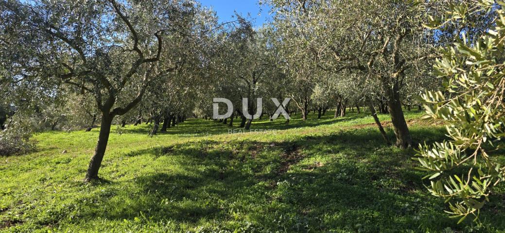 ISTRIA, PIĆAN - Building land, olive grove, vineyard, arable land, complete solitude and fantastic v