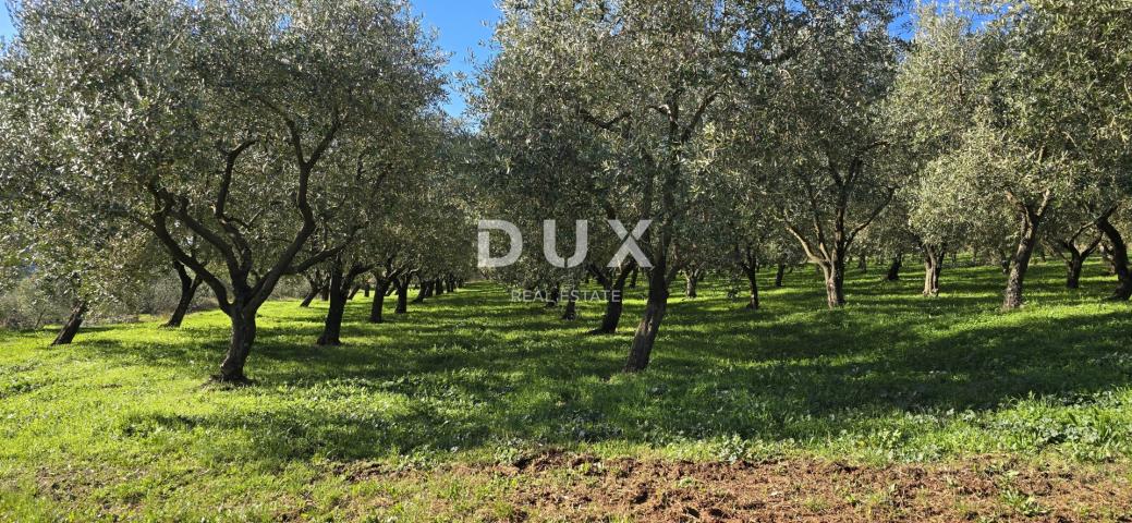 ISTRIA, PIĆAN - Building land, olive grove, vineyard, arable land, complete solitude and fantastic v