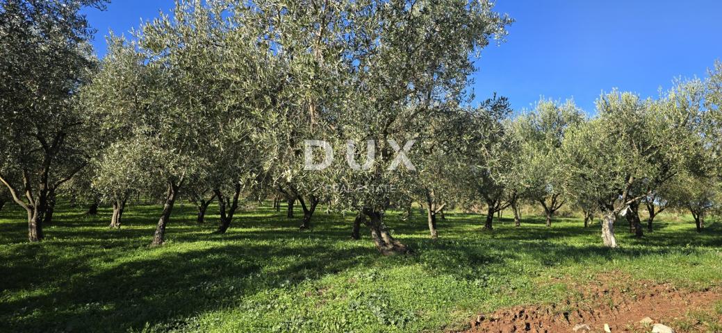 ISTRIA, PIĆAN - Building land, olive grove, vineyard, arable land, complete solitude and fantastic v