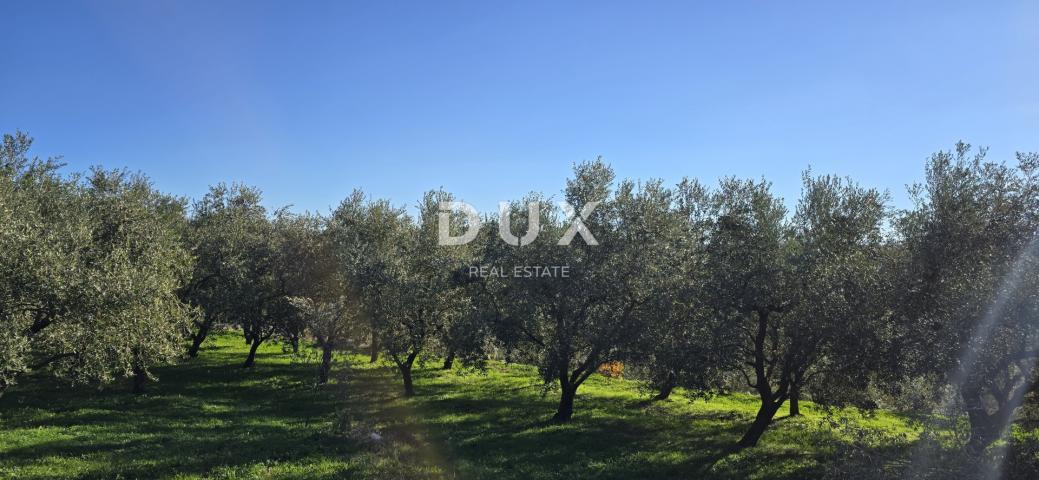 ISTRIA, PIĆAN - Building land, olive grove, vineyard, arable land, complete solitude and fantastic v
