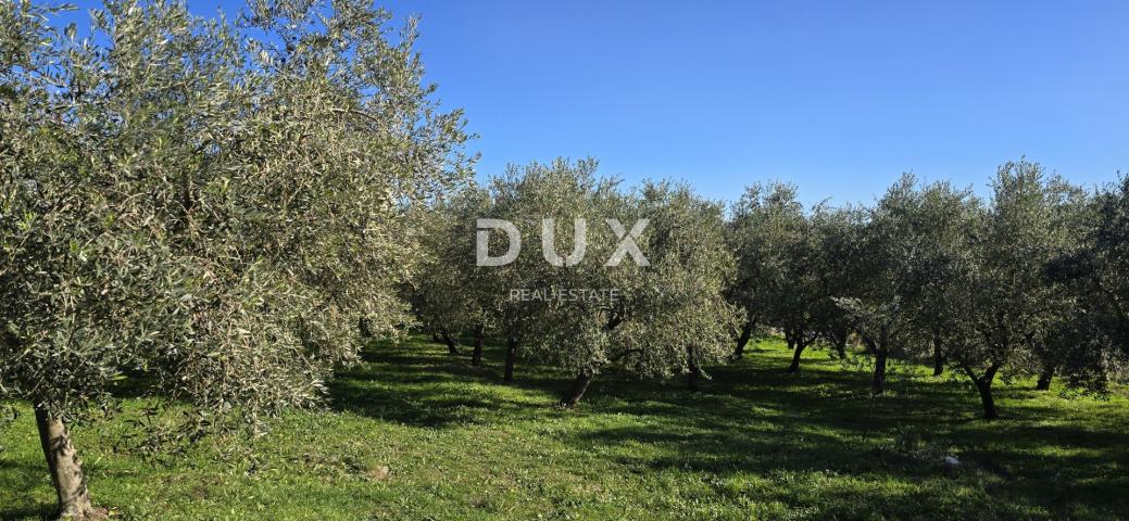ISTRIA, PIĆAN - Building land, olive grove, vineyard, arable land, complete solitude and fantastic v