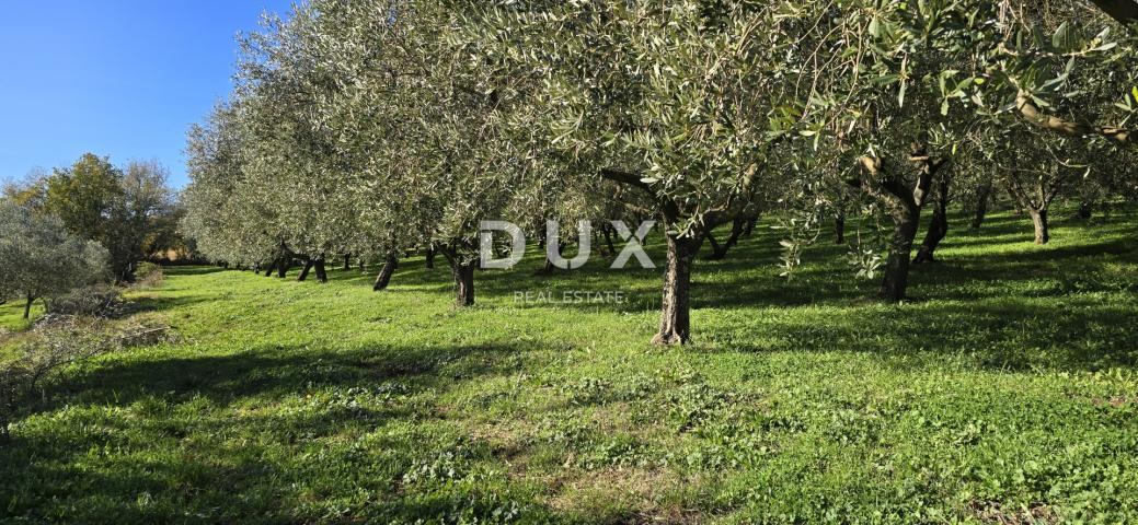 ISTRIA, PIĆAN - Building land, olive grove, vineyard, arable land, complete solitude and fantastic v
